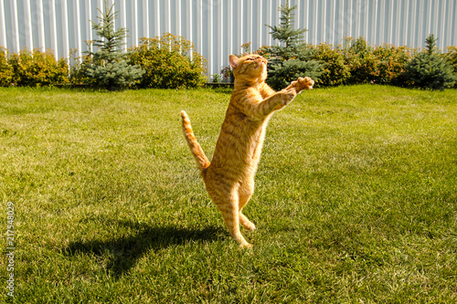 Fototapeta Ginger cat jumps, on a green grass background.