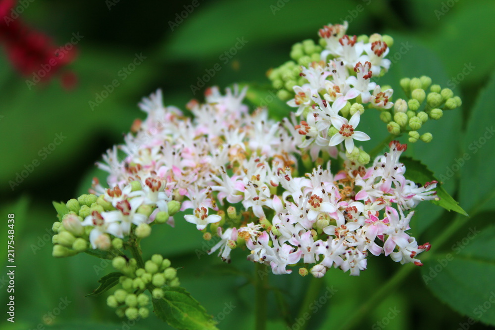 Nature Flower Background