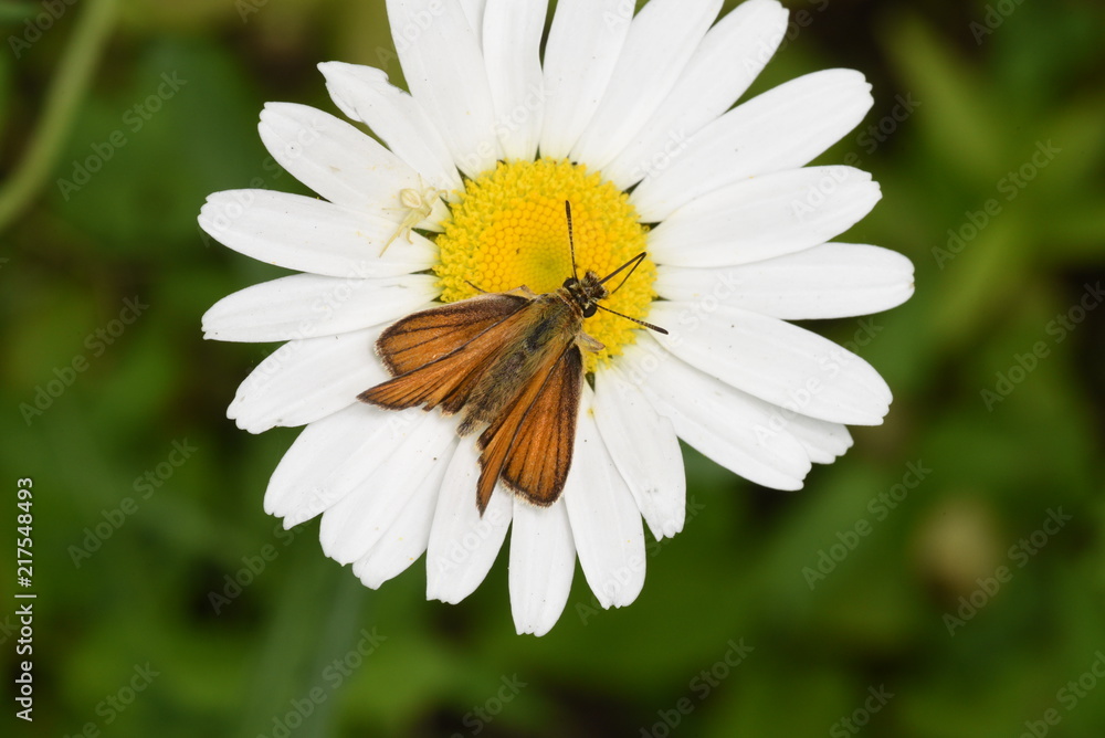 Fototapeta premium White crab spider attacs a Least Skipper
