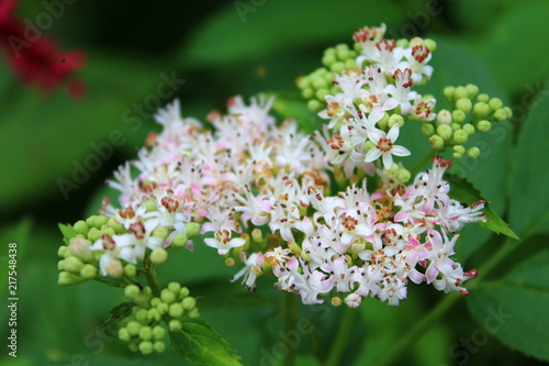 Nature Flower Background