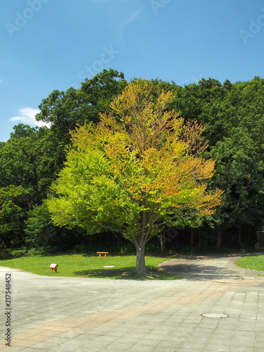 Fototapeta Naklejka Na Ścianę i Meble -  夏の公園の桂の木