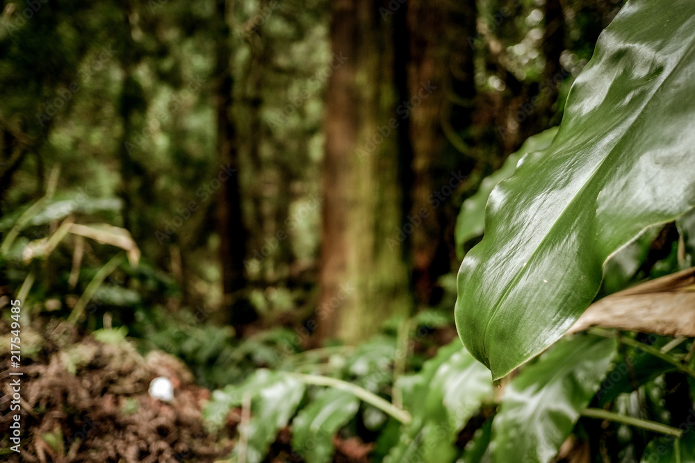 Obraz premium Foreste moderne