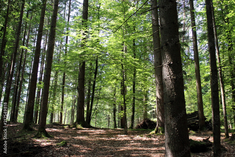 Obraz premium sun in the forest