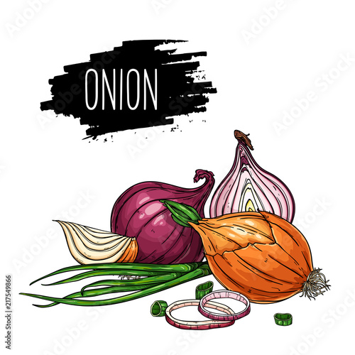 Hand drawn isolated onion, rings, halves, pieces and green onion with label. Natural vegetable vector sketch illustration.