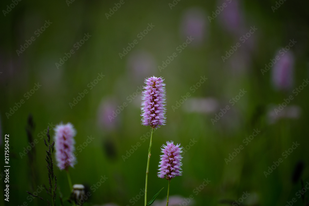 Wildflowers in the Italian Dolomites Wildflowers in the Italian Dolomites