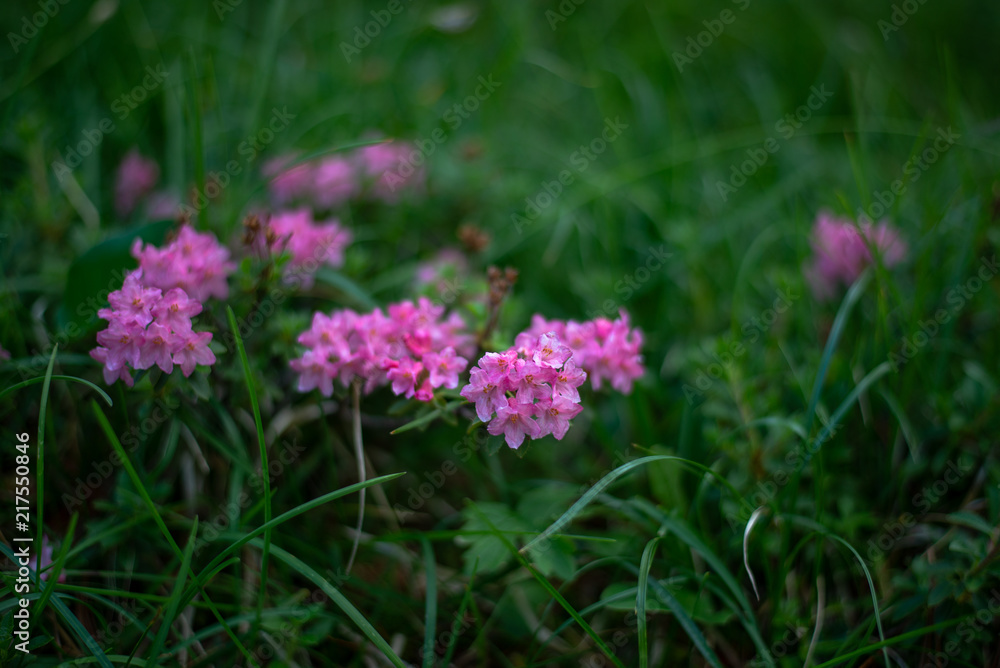 Wildflowers in the Italian Dolomites Wildflowers in the Italian Dolomites