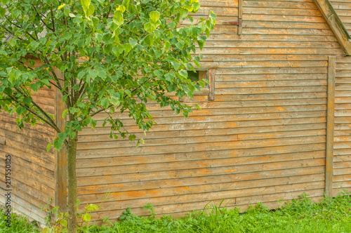 Wooden wall of the house with green tree near