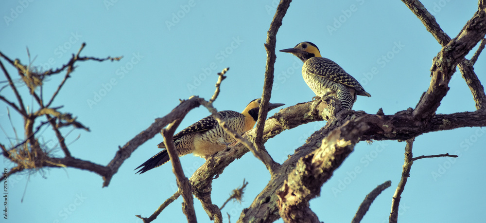 Couple of bird pica pau do campo Couple of bird pica pau do campo