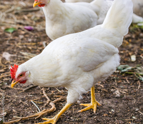 Chicken broilers. Poultry farm. White chicken walkinng in a farm garden. photo