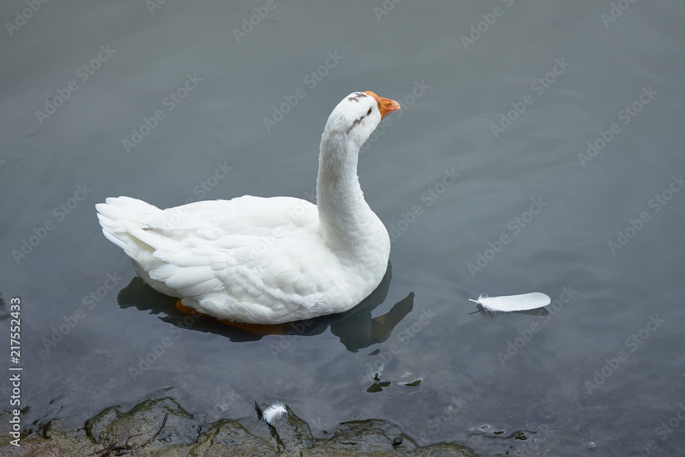 A white goose swimming in the pond