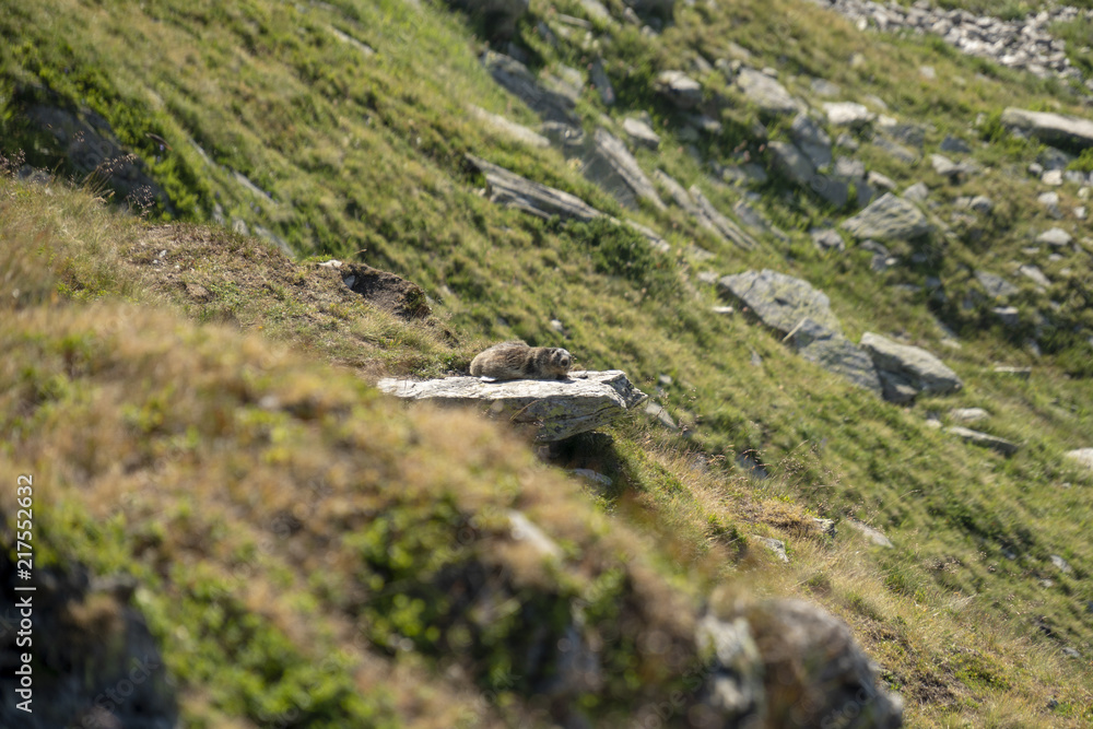 Murmeltiere - Marmota, sonnt sich in der wärmenden Morgensonne auf der Felsplatte Murmeltiere - Marmota, sonnt sich in der wärmenden Morgensonne auf der Felsplatte