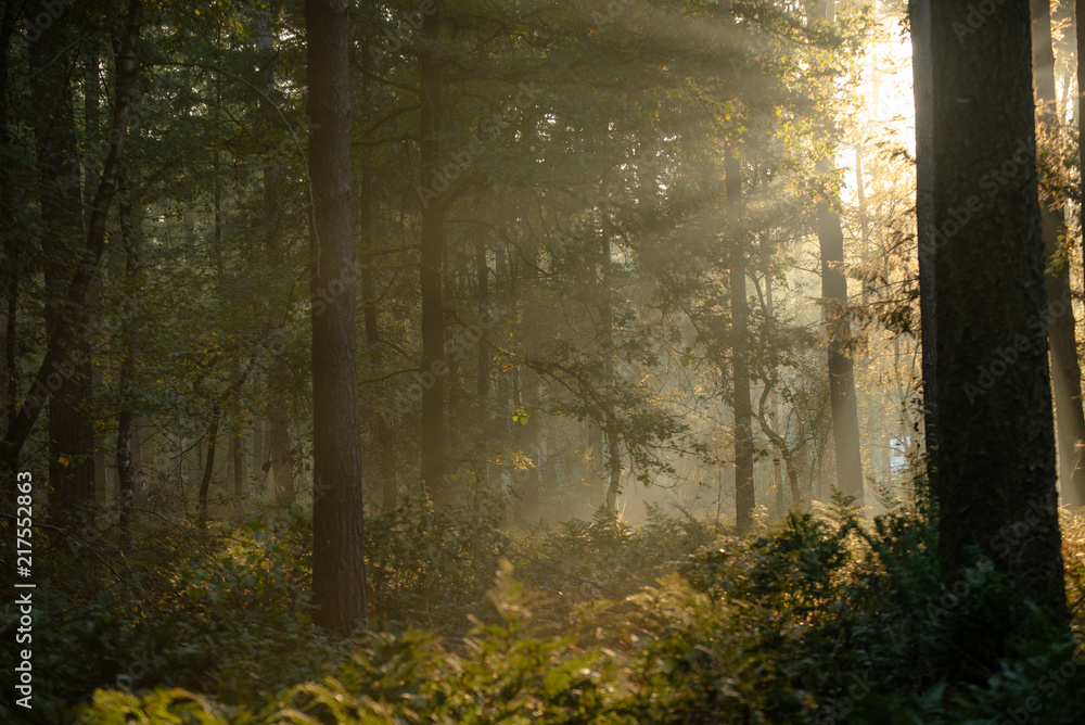Obraz premium Sunrise with light rays in a forest