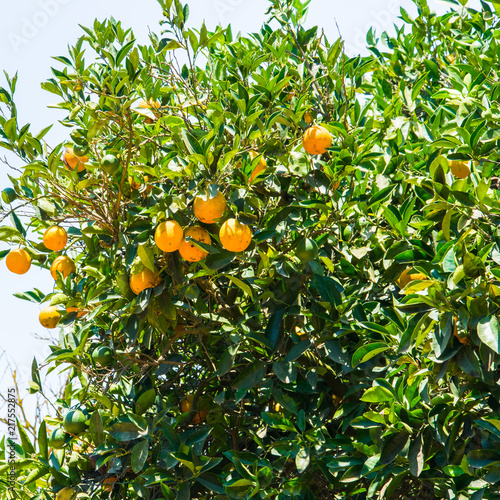 Summer background. Orange garden in the Cyprus.