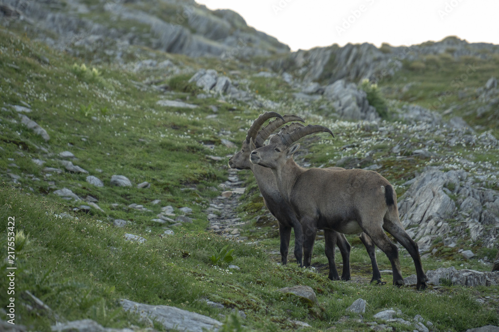 Steinböcke - Capra ibex, Junggesellen-Verband Steinböcke - Capra ibex, Junggesellen-Verband