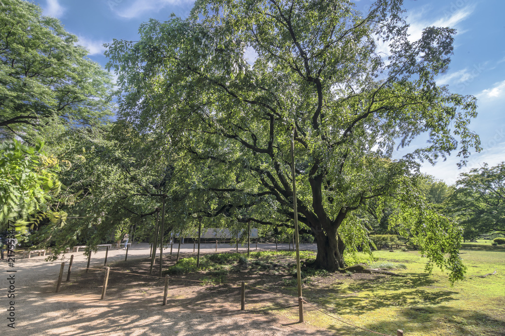 Gigantic weeping cherry tree in the spring of the garden of Rikugien in Tokyo in Japan.