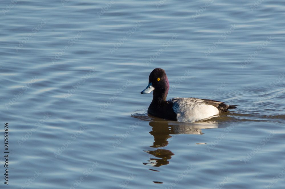Swimming Lesser Scaup Swimming Lesser Scaup