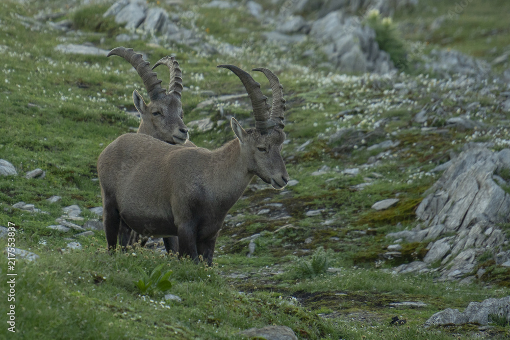 Steinböcke - Capra ibex, Junggesellen-Verband Steinböcke - Capra ibex, Junggesellen-Verband