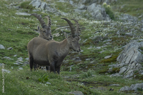 Steinböcke - Capra ibex, Junggesellen-Verband
