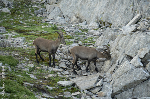 Halbw  chsige Steinb  cke - Capra ibex