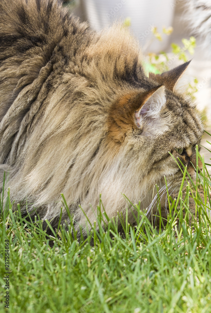 Brown pet of siberian cat in livestock. Long haired kitten outdoor, hypoallergenic domestic animal Brown pet of siberian cat in livestock. Long haired kitten outdoor, hypoallergenic domestic animal