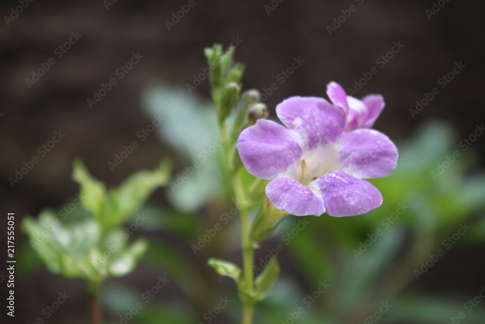 Fototapeta premium Flor pequena