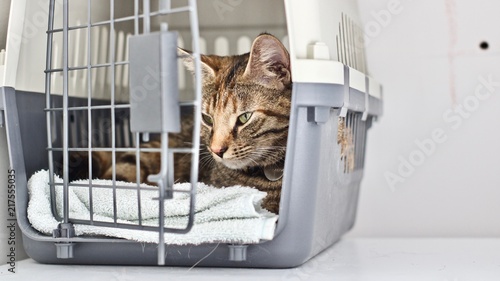 Young cat in the cage