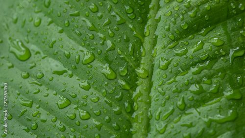 Green leaves wet rain
