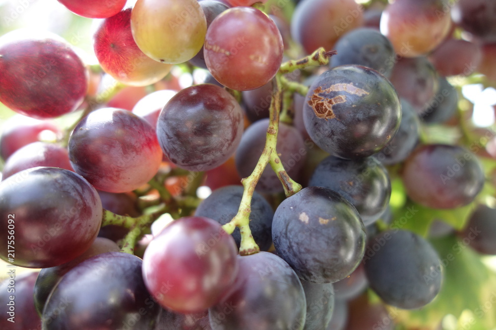 rote Trauben rote Trauben