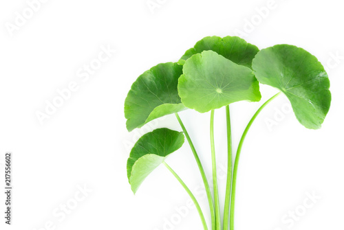Closeup leaf of Gotu kola, Asiatic pennywort, Indian pennywort on white background, herb and medical concept photo