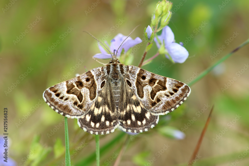 Obraz premium Scheck-Tageule