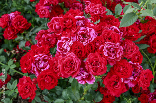 Red rose bush in the garden.