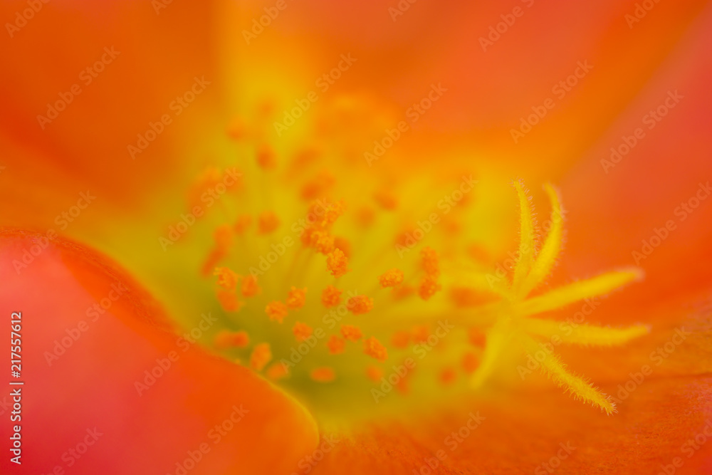 Center of Orange Afternoon Flower