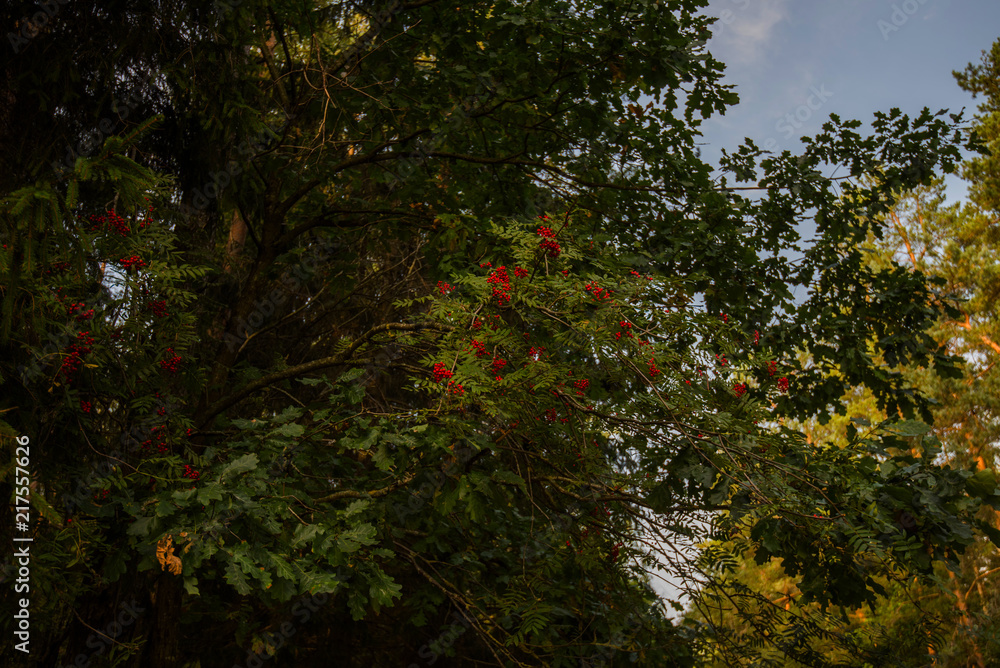 Autumn scene in a forest. The sun shining through the trees. Bush with lots of red berries on branches, autumnal background. Close-up colorful autumn wild bushes with red berries in the forest. Autumn scene in a forest. The sun shining through the trees. Bush with lots of red berries on branches, autumnal background. Close-up colorful autumn wild bushes with red berries in the forest.