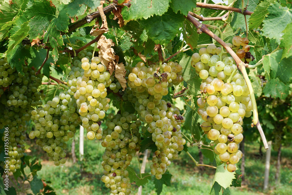 Weiße Weintrauben in Italien