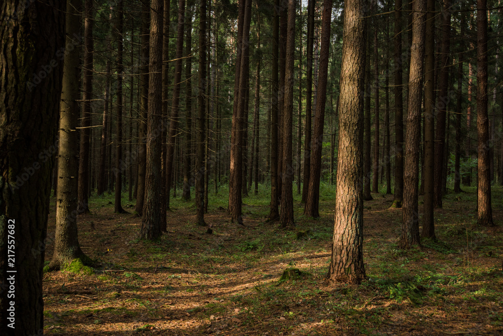 Dense forest. Misty autumnal coniferous forest at sunrise with old spruces and pines. Fir and pine trees in wild forest, lit by sunlight. Sustainable ecosystem and healthy environment concepts. Dense forest. Misty autumnal coniferous forest at sunrise with old spruces and pines. Fir and pine trees in wild forest, lit by sunlight. Sustainable ecosystem and healthy environment concepts.