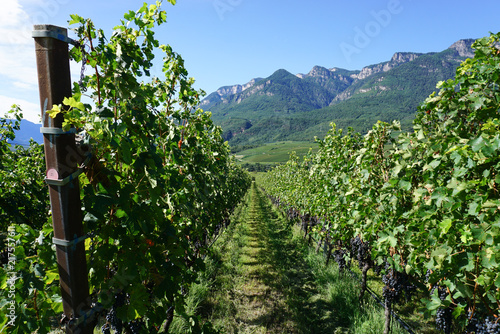 Weinanbau in den Alpen photo