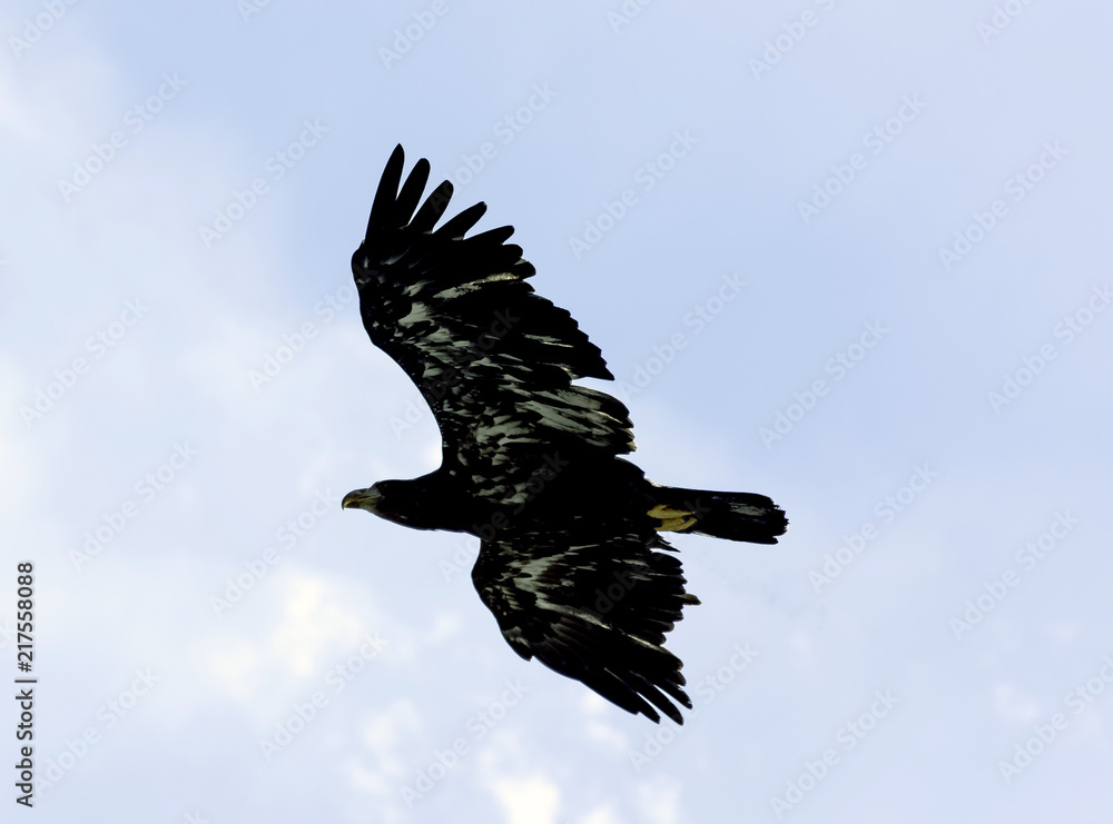 Fototapeta premium Young bald eagle (Haliaeetus leucocephalus) also known as white-headed or white-tailed eagle, sea eagle or American eagle