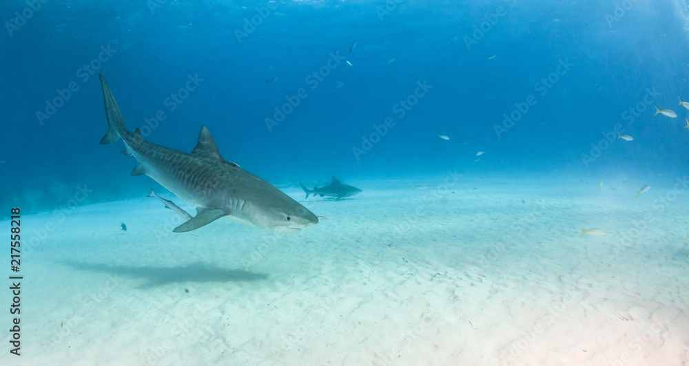 Fototapeta premium Tiger shark at Tigerbeach, Bahamas