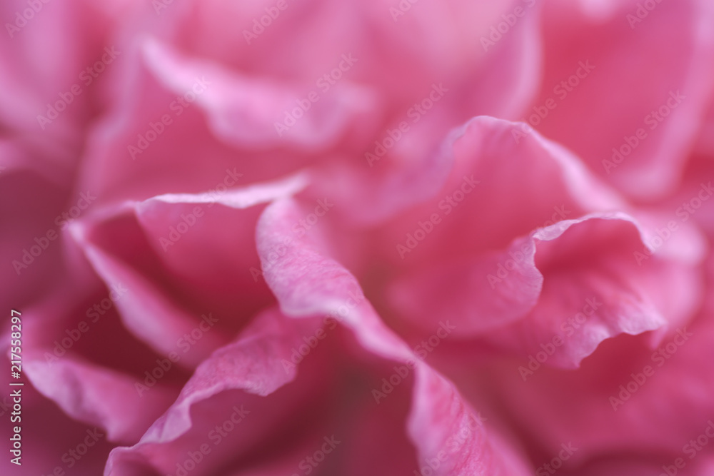 petals of pink rose