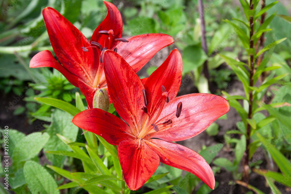 Blooming amaryllis