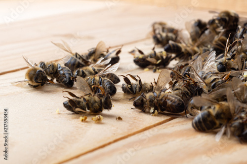Dead bees on wooden boards. Death of bees. Mass poisoning of bees. © kosolovskyy