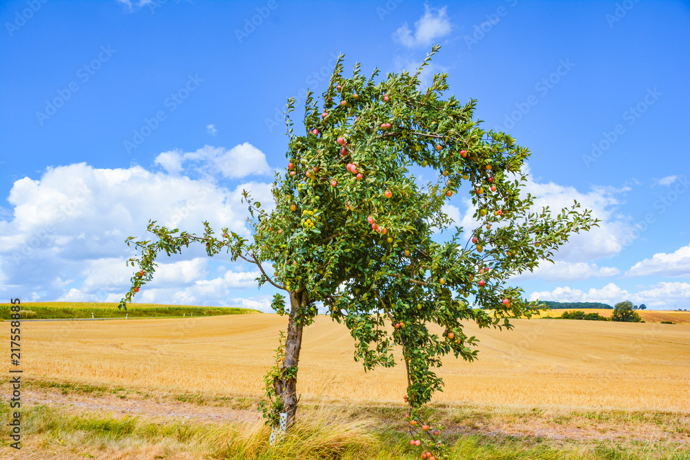 Apfelbaum unter blauen Himmel Apfelbaum unter blauen Himmel