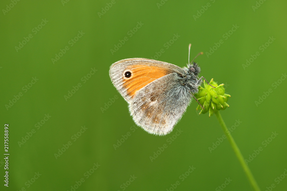 Fototapeta premium Kleiner Heufalter