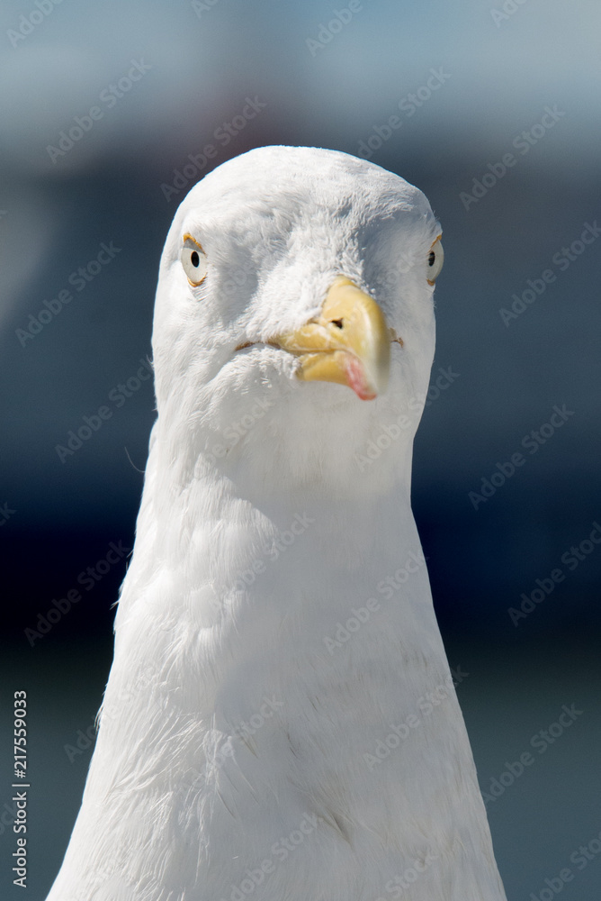 gabbiano