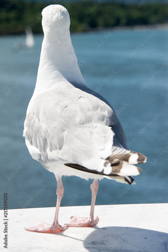 gabbiano