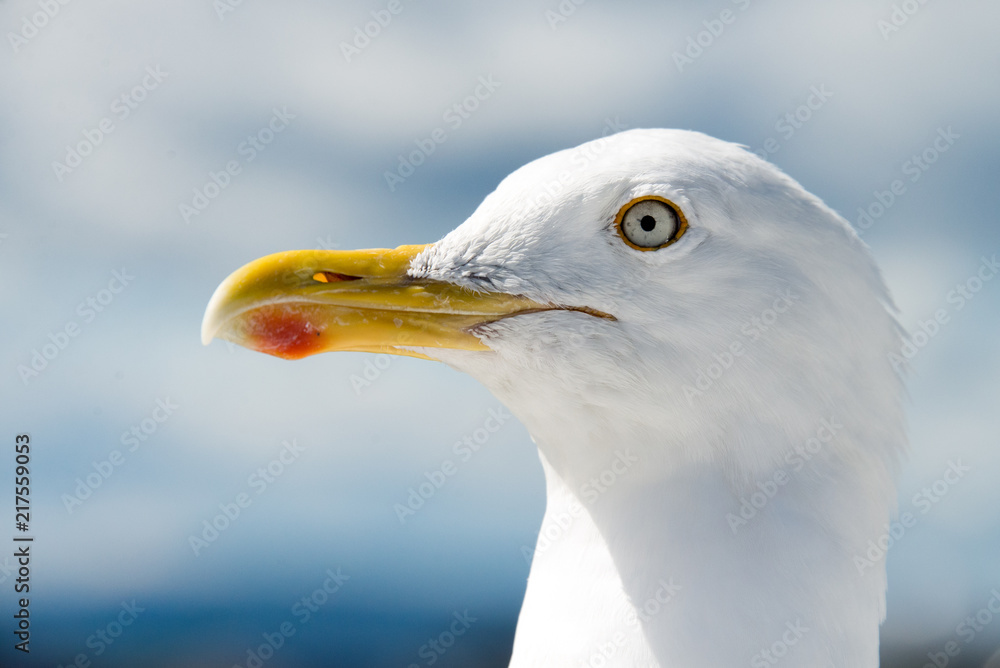 gabbiano