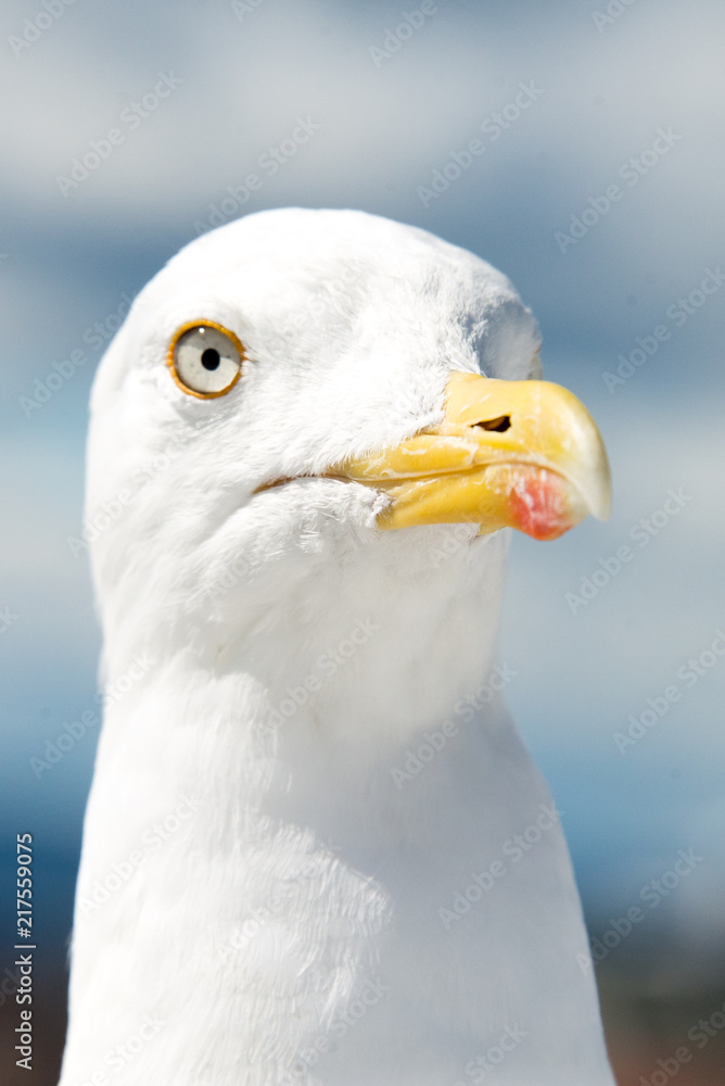 gabbiano