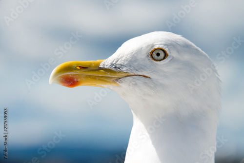 gabbiano
