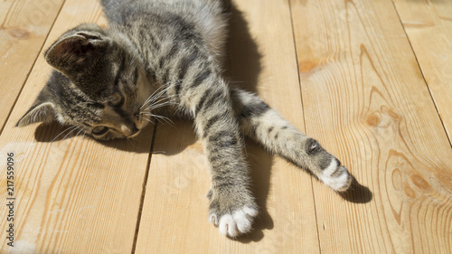 small kittens play on the wooden floor. Sunlight.