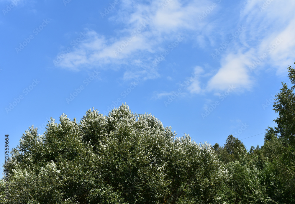 Landscape of the treetops against the background of the clear sky Landscape of the treetops against the background of the clear sky